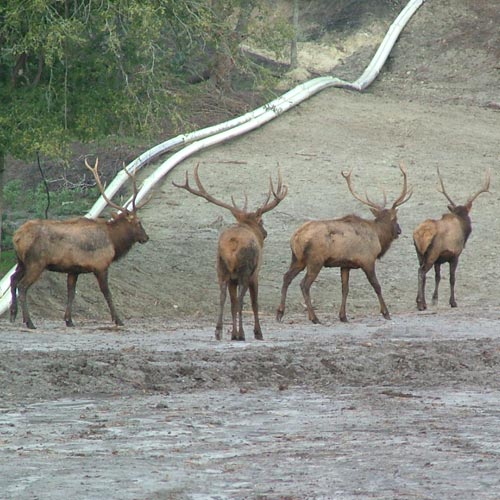 pipeline-wildlife